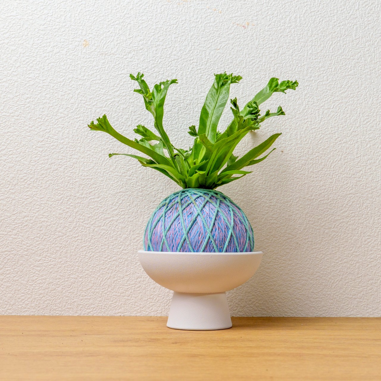 苔球植物 鹿角山蘇粉藍苔球加白色磨砂高腳缽 苔球 苔玉 禮物 送禮 桌上盆栽
