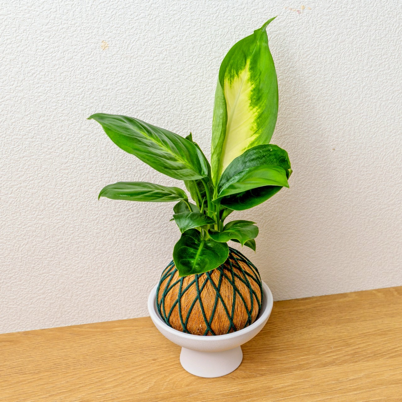 苔球植物 瑪莉安金綠苔球加白色磨砂高腳缽 苔球 苔玉 禮物 送禮 桌上盆栽