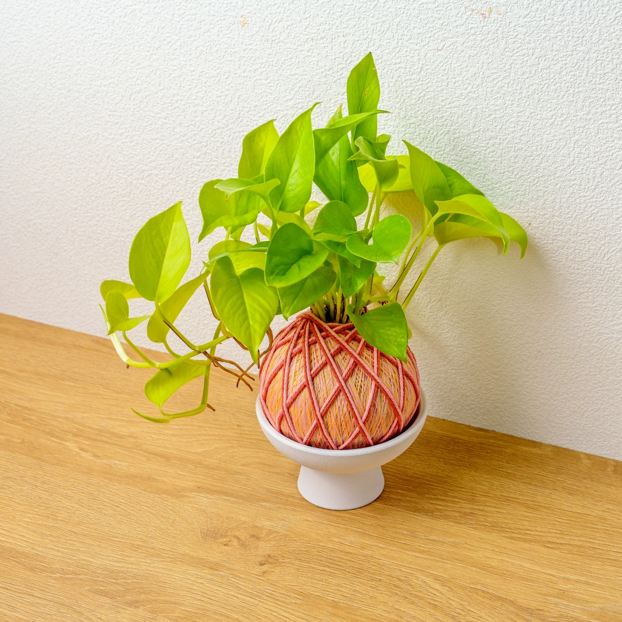 苔球植物 陽光葛粉黃苔球加白色磨砂高腳缽 苔球 苔玉 禮物 送禮 桌上盆栽