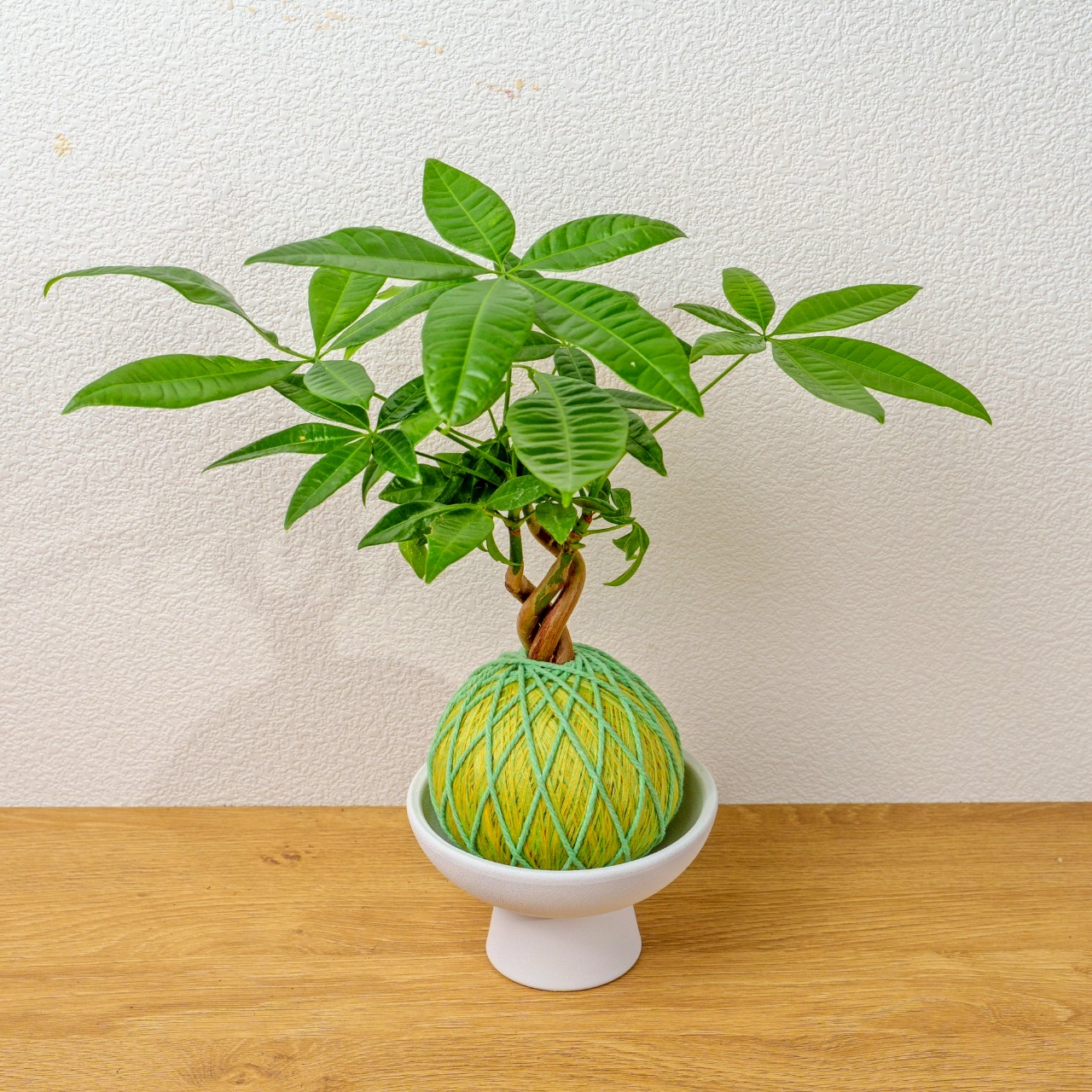 苔球植物 馬拉巴栗粉綠苔球加白色磨砂高腳缽 苔球 苔玉 禮物 送禮 桌上盆栽