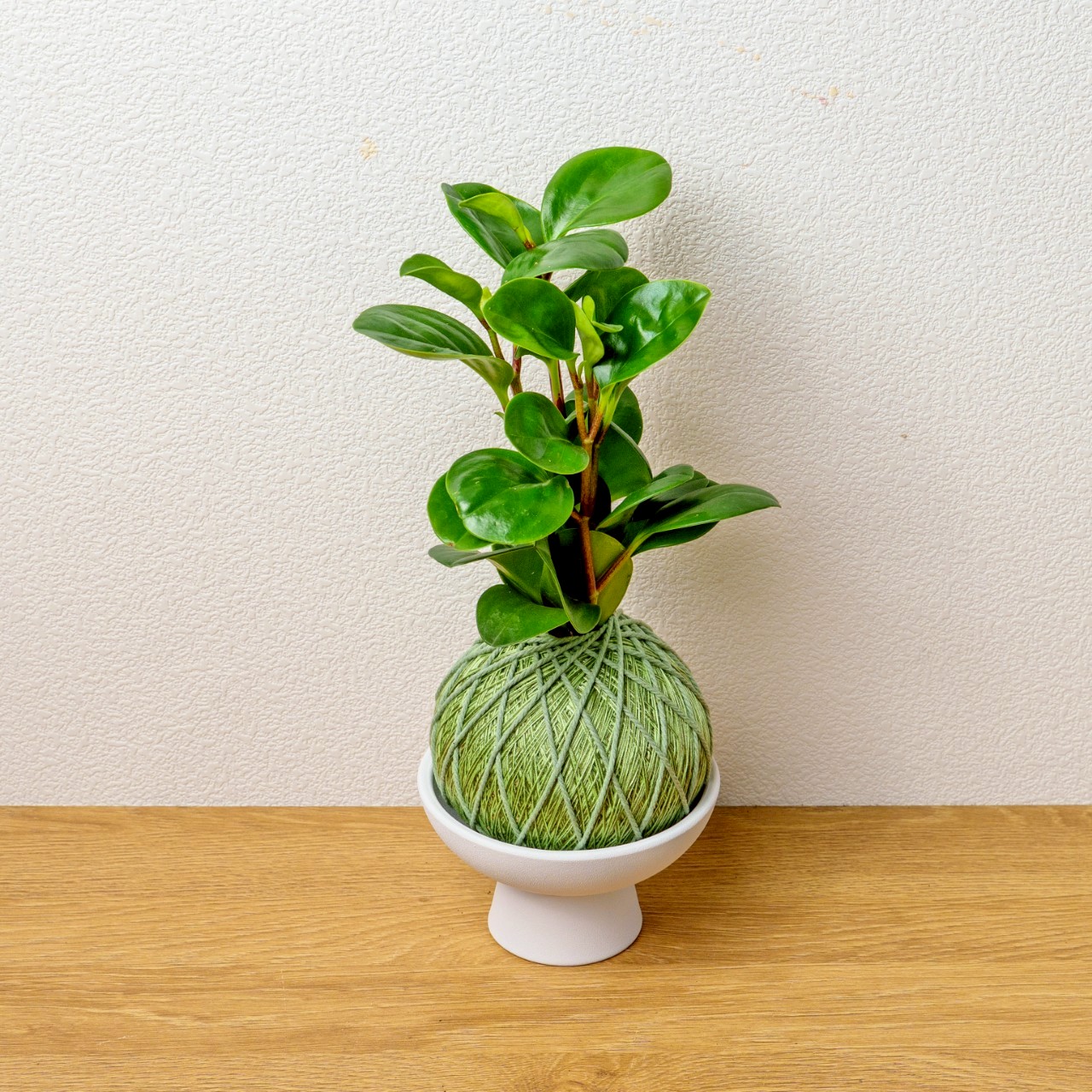 苔球植物 圓葉椒草草綠苔球加白色磨砂高腳缽 苔球 苔玉 禮物 送禮 桌上盆栽
