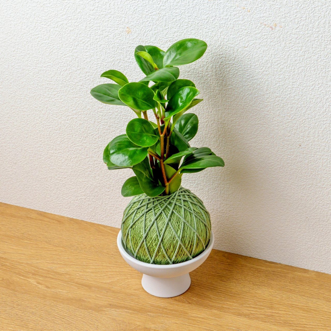 苔球植物 圓葉椒草草綠苔球加白色磨砂高腳缽 苔球 苔玉 禮物 送禮 桌上盆栽