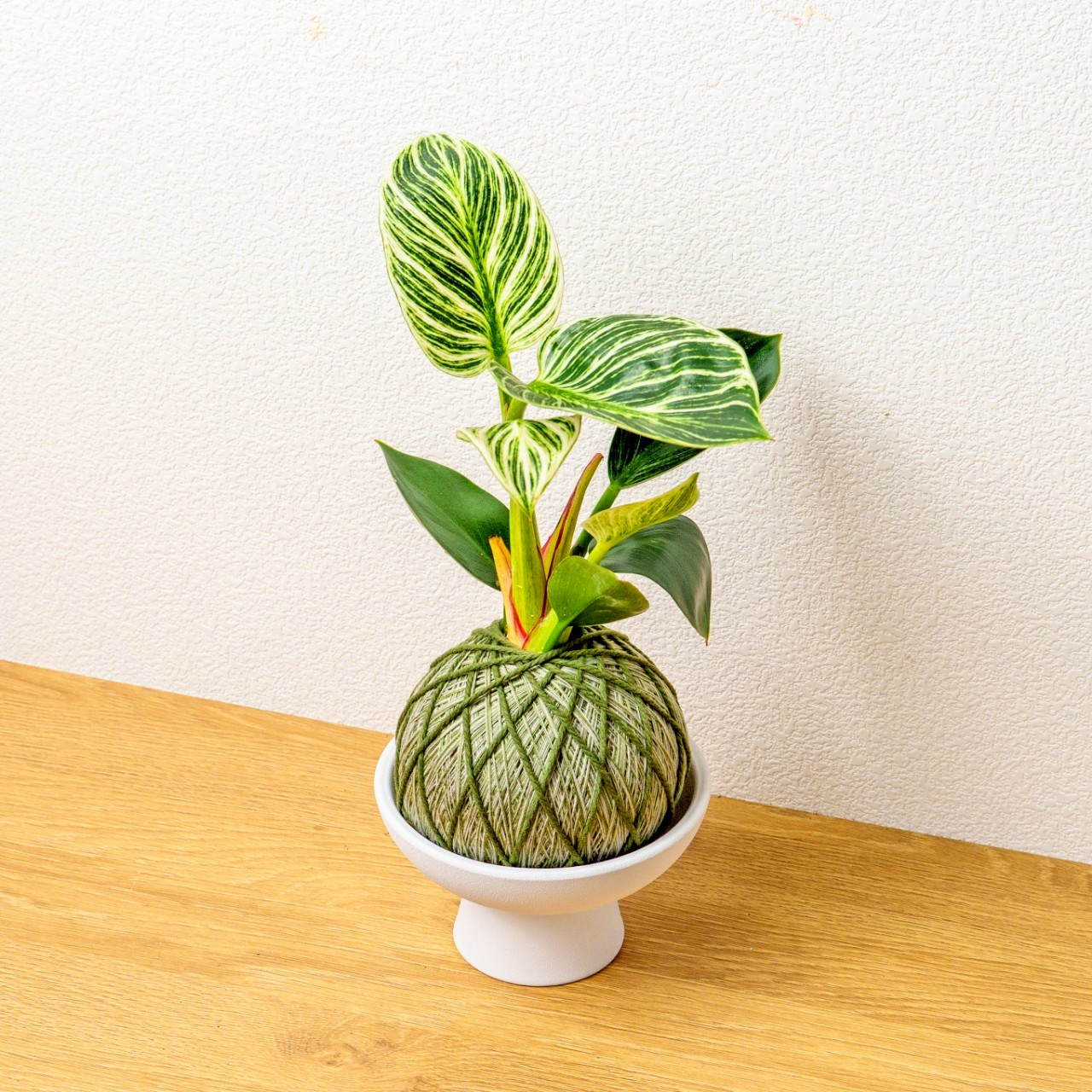 苔球植物 鉑金蔓綠絨墨綠苔球加白色磨砂高腳缽 苔球 苔玉 禮物 送禮 桌上盆栽