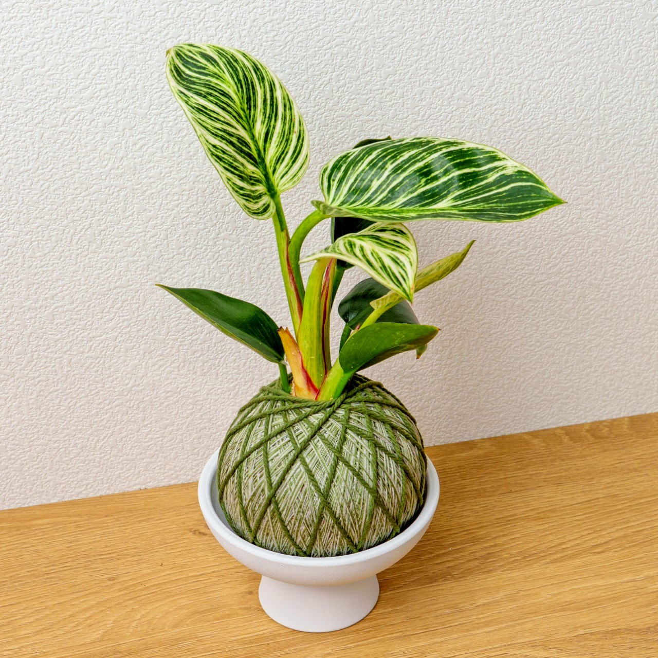 苔球植物 鉑金蔓綠絨墨綠苔球加白色磨砂高腳缽 苔球 苔玉 禮物 送禮 桌上盆栽
