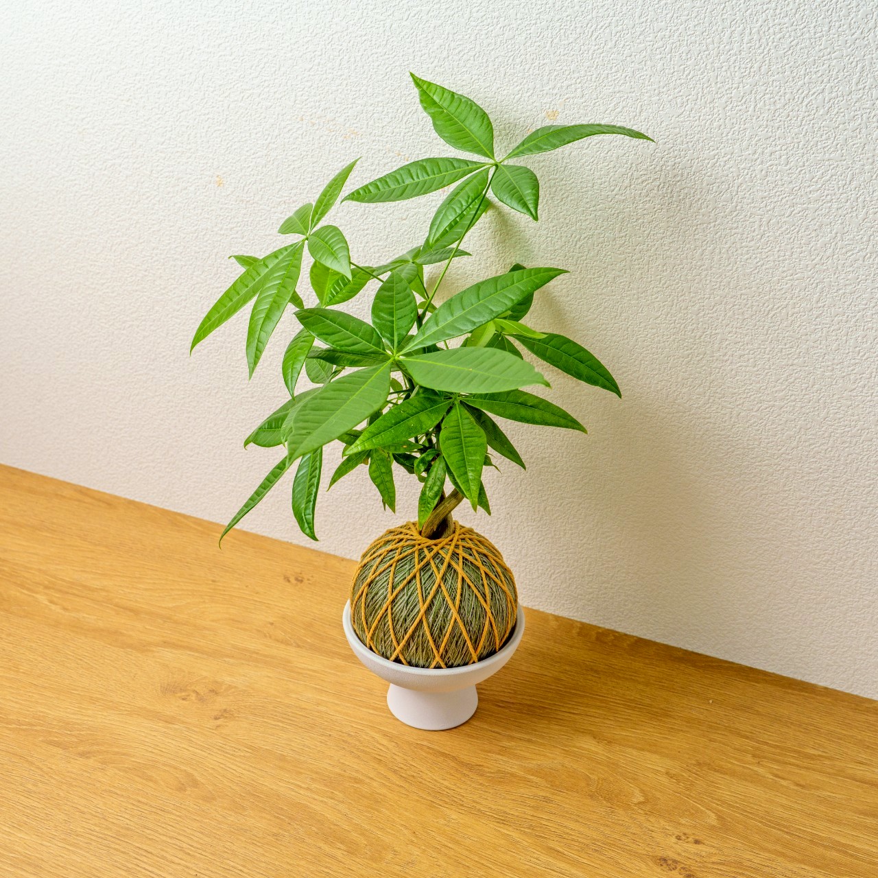 苔球植物 馬拉巴栗墨綠苔球加白色磨砂高腳缽 苔球 苔玉 禮物 送禮 桌上盆栽