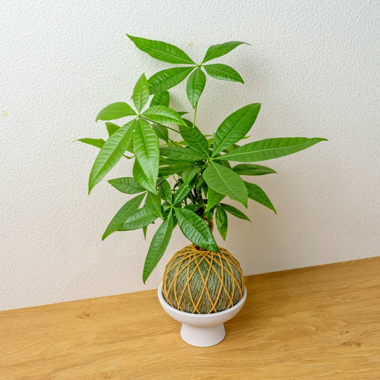 苔球植物 馬拉巴栗墨綠苔球加白色磨砂高腳缽 苔球 苔玉 禮物 送禮 桌上盆栽