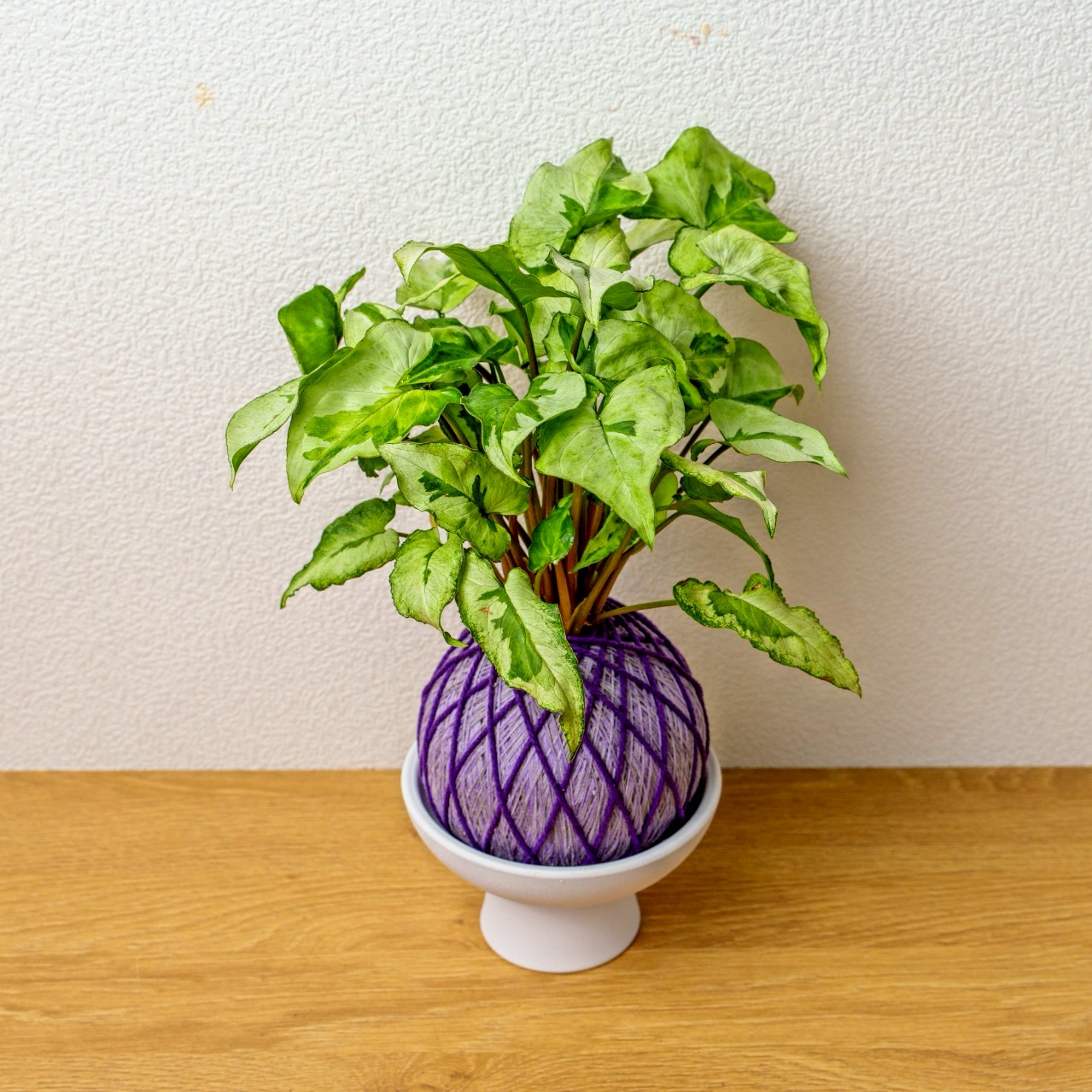 苔球植物 三王合果芋淺紫苔球加白色磨砂高腳缽 苔球 苔玉 禮物 送禮 桌上盆栽