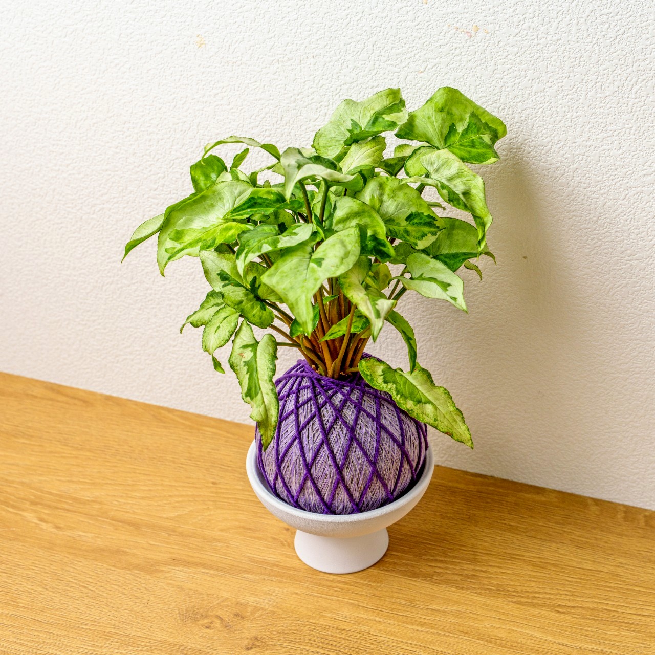 苔球植物 三王合果芋淺紫苔球加白色磨砂高腳缽 苔球 苔玉 禮物 送禮 桌上盆栽