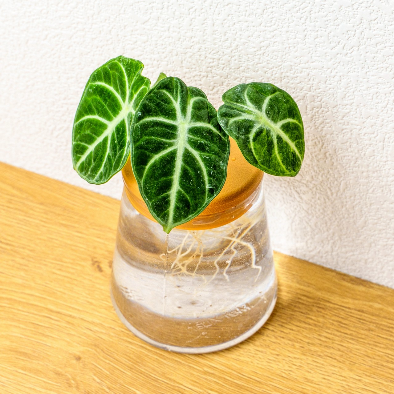 忍者觀音蓮 三角水耕盆栽 室內植物 觀葉植物 禮物 水培 辦公室小物 水耕盆栽
