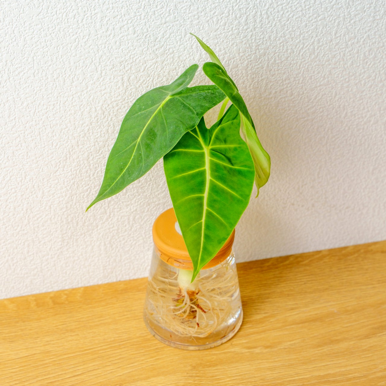 絨葉觀音蓮 三角水耕盆栽 室內植物 觀葉植物 禮物 水培 辦公室小物 水耕盆栽