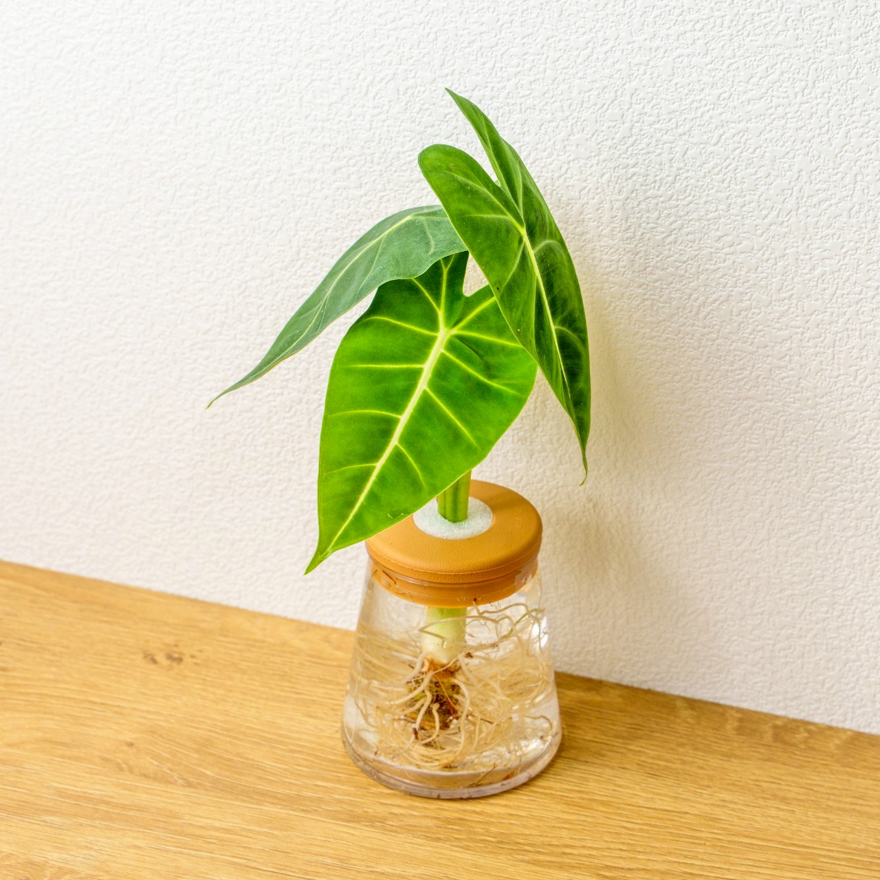 絨葉觀音蓮 三角水耕盆栽 室內植物 觀葉植物 禮物 水培 辦公室小物 水耕盆栽