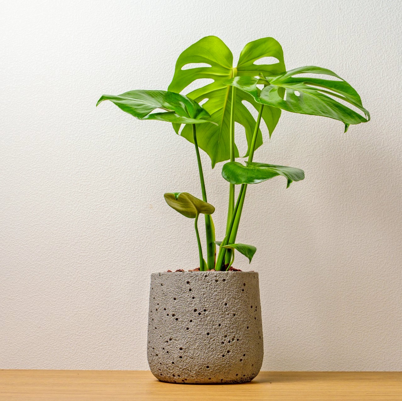 龜背芋圓點水泥盆栽 開幕盆栽推薦 送禮