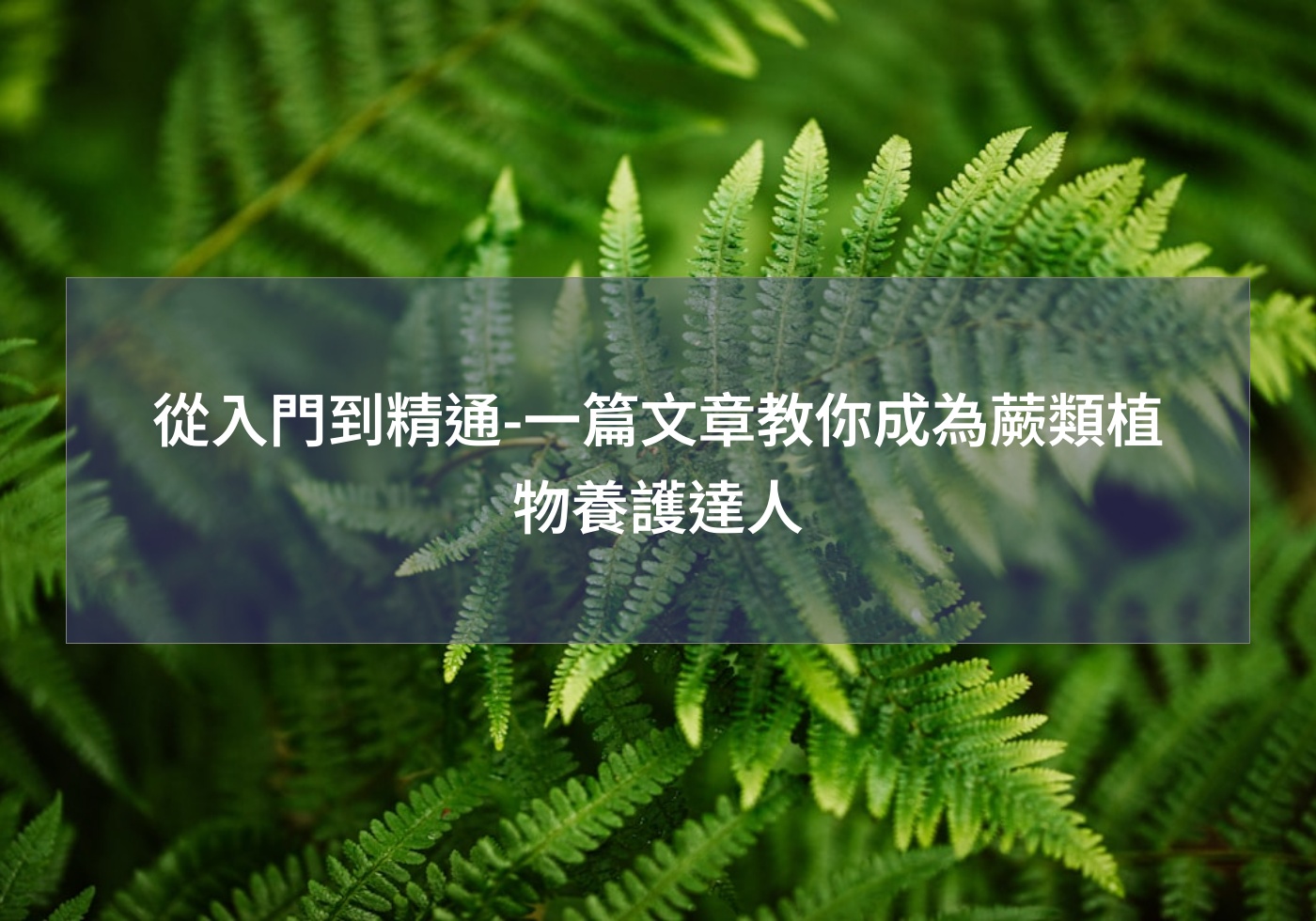 從入門到精通-一篇文章教你成為蕨類植物養護達人