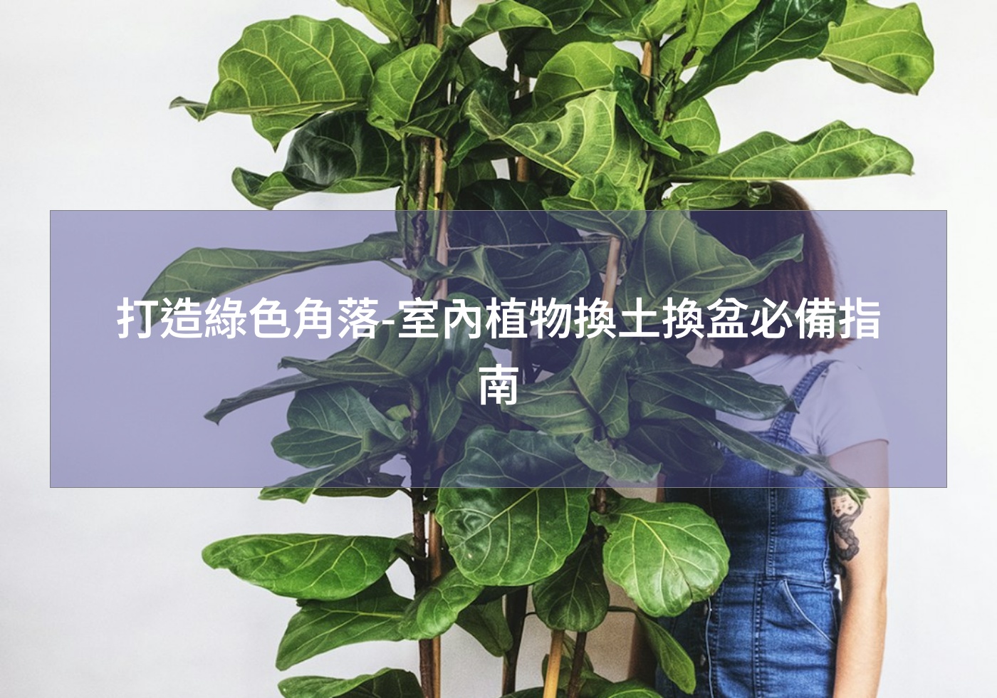 打造綠色角落-室內植物換土換盆必備指南