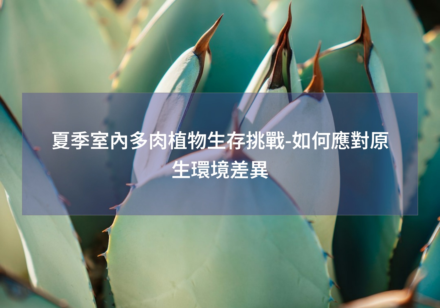 帶您打造綠色生活 | 巧繪網植物館 | 首頁 夏季室內多肉植物生存挑戰-如何應對原生環境差異