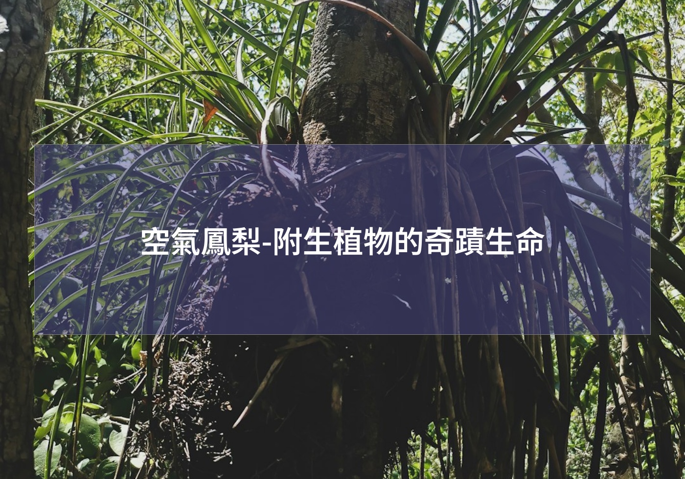 空氣鳳梨-附生植物的奇蹟生命