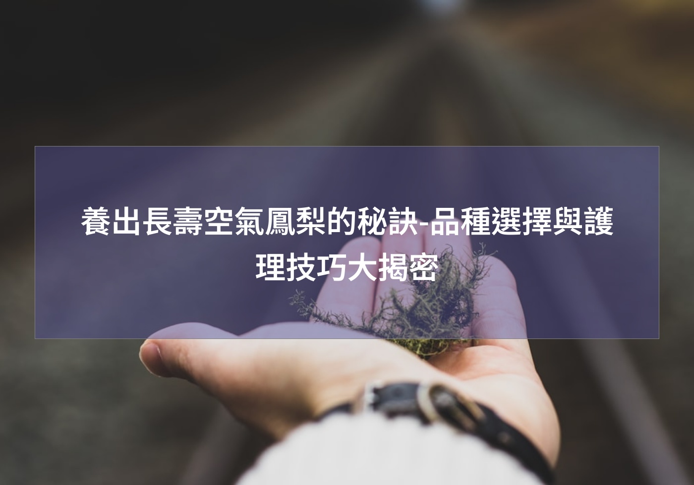 養出長壽空氣鳳梨的秘訣-品種選擇與護理技巧大揭密