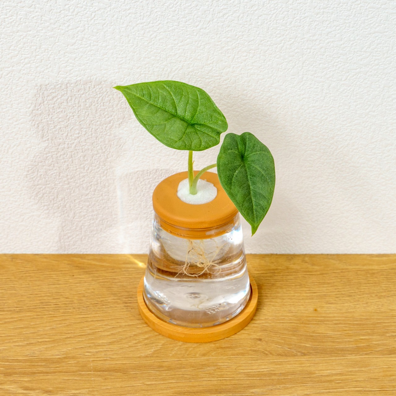 犀牛皮觀音蓮 三角水耕盆栽 室內植物 觀葉植物 禮物 水培 辦公室小物 水耕盆栽