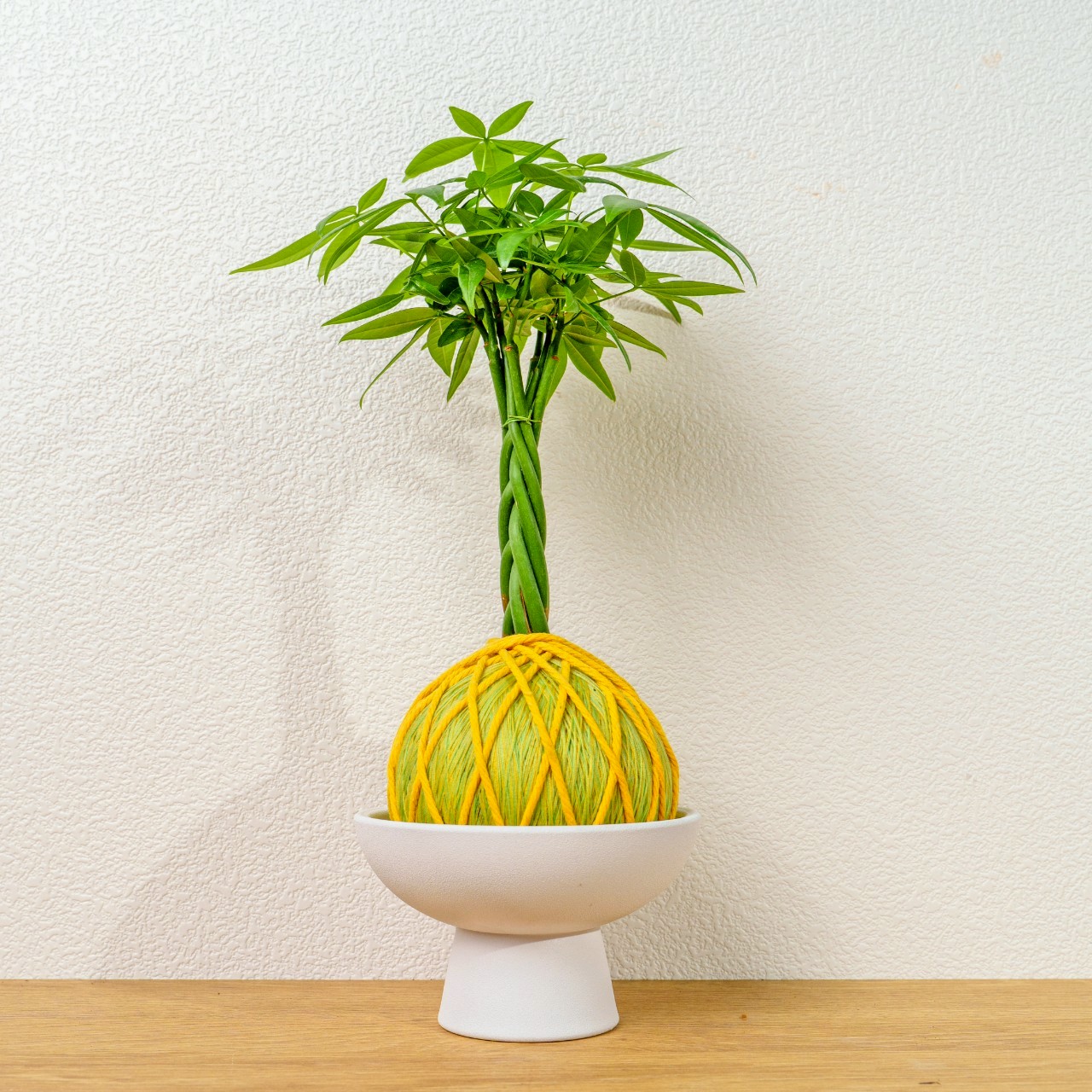 苔球植物 馬拉巴栗黃綠苔球加磨砂高腳缽 苔球 苔玉 禮物 送禮 桌上盆栽