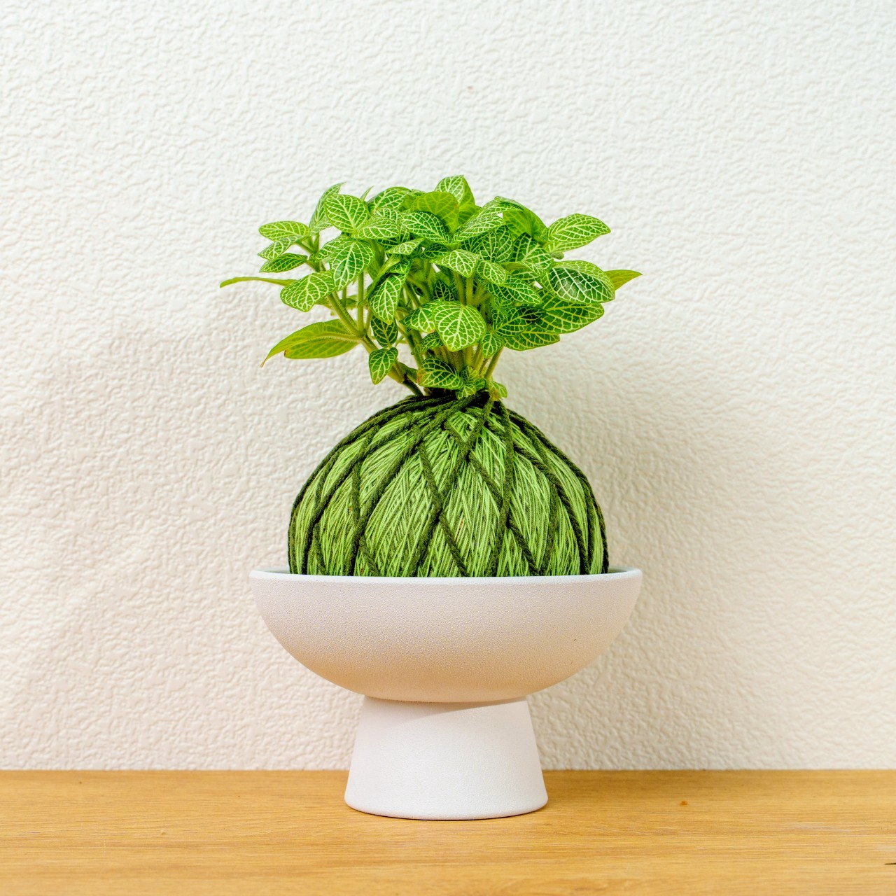 苔球植物 檸檬網紋草草綠苔球加磨砂高腳缽 苔球 苔玉 禮物 送禮 桌上盆栽