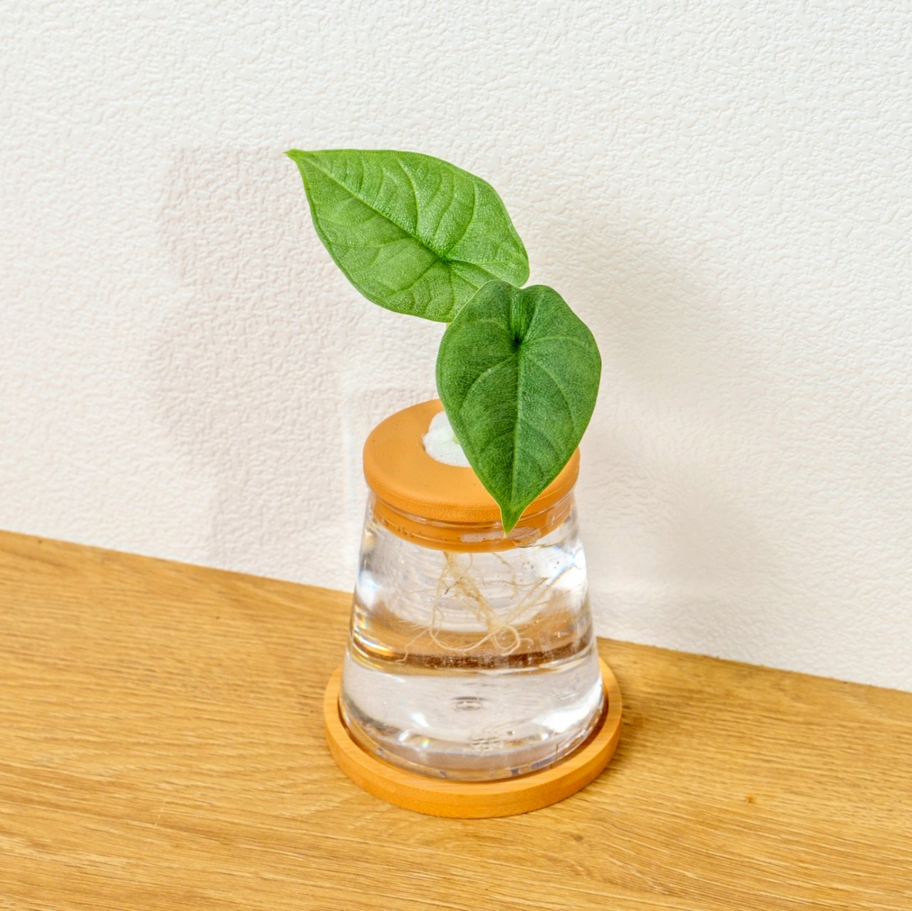 犀牛皮觀音蓮 三角水耕盆栽 室內植物 觀葉植物 禮物 水培 辦公室小物 水耕盆栽