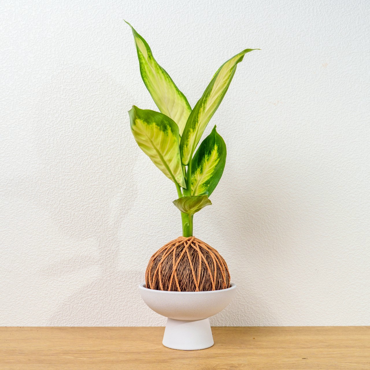 苔球植物 瑪莉安黛粉葉咖啡苔球加磨砂高腳缽 苔球 苔玉 禮物 送禮 桌上盆栽