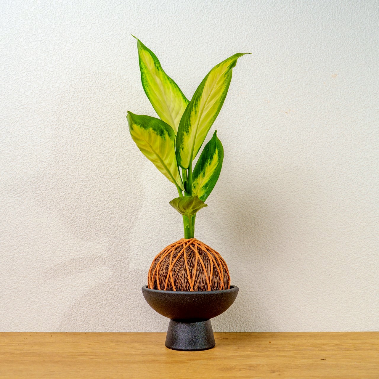 苔球植物 瑪莉安黛粉葉咖啡苔球加磨砂高腳缽 苔球 苔玉 禮物 送禮 桌上盆栽