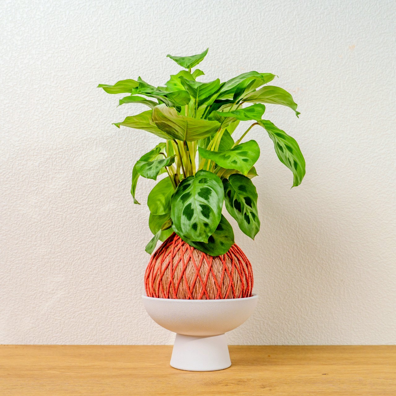 苔球植物 綠豹竹芋粉橘苔球加磨砂高腳缽 苔球 苔玉 禮物 送禮 桌上盆栽