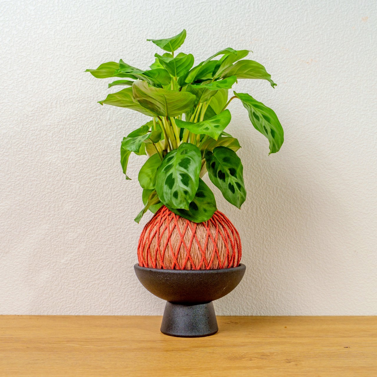 苔球植物 綠豹竹芋粉橘苔球加磨砂高腳缽 苔球 苔玉 禮物 送禮 桌上盆栽