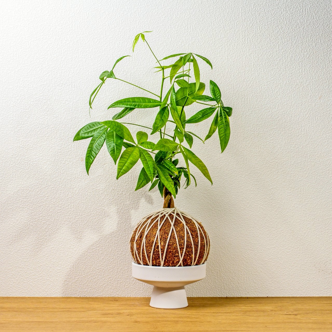 苔球植物 馬拉巴栗大水苔球 苔玉 適合室內植物 辦公室植物 交換禮物 情人節禮物