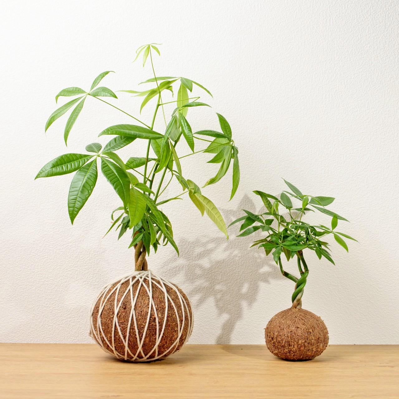 苔球植物 馬拉巴栗大水苔球 苔玉 適合室內植物 辦公室植物 交換禮物 情人節禮物