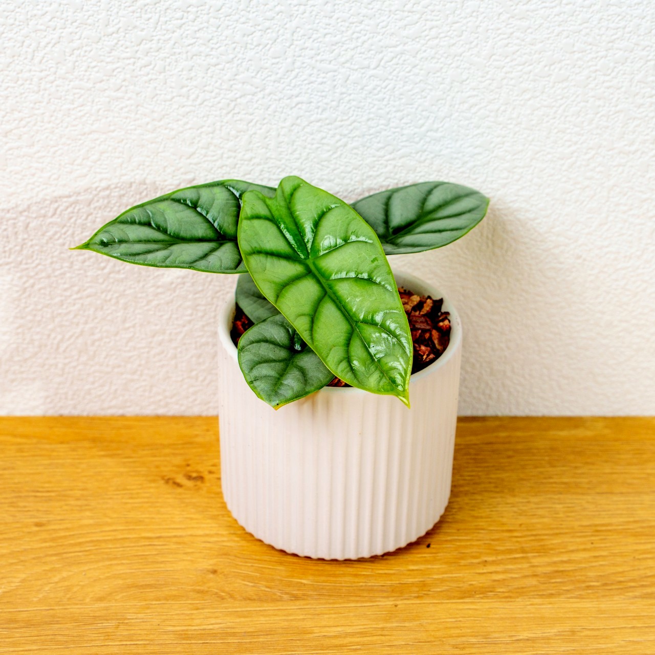 銀龍觀音蓮 莫蘭迪色系直紋陶盆  室內植物 觀葉植物 禮物 盆栽 交換禮物 辦公室小物