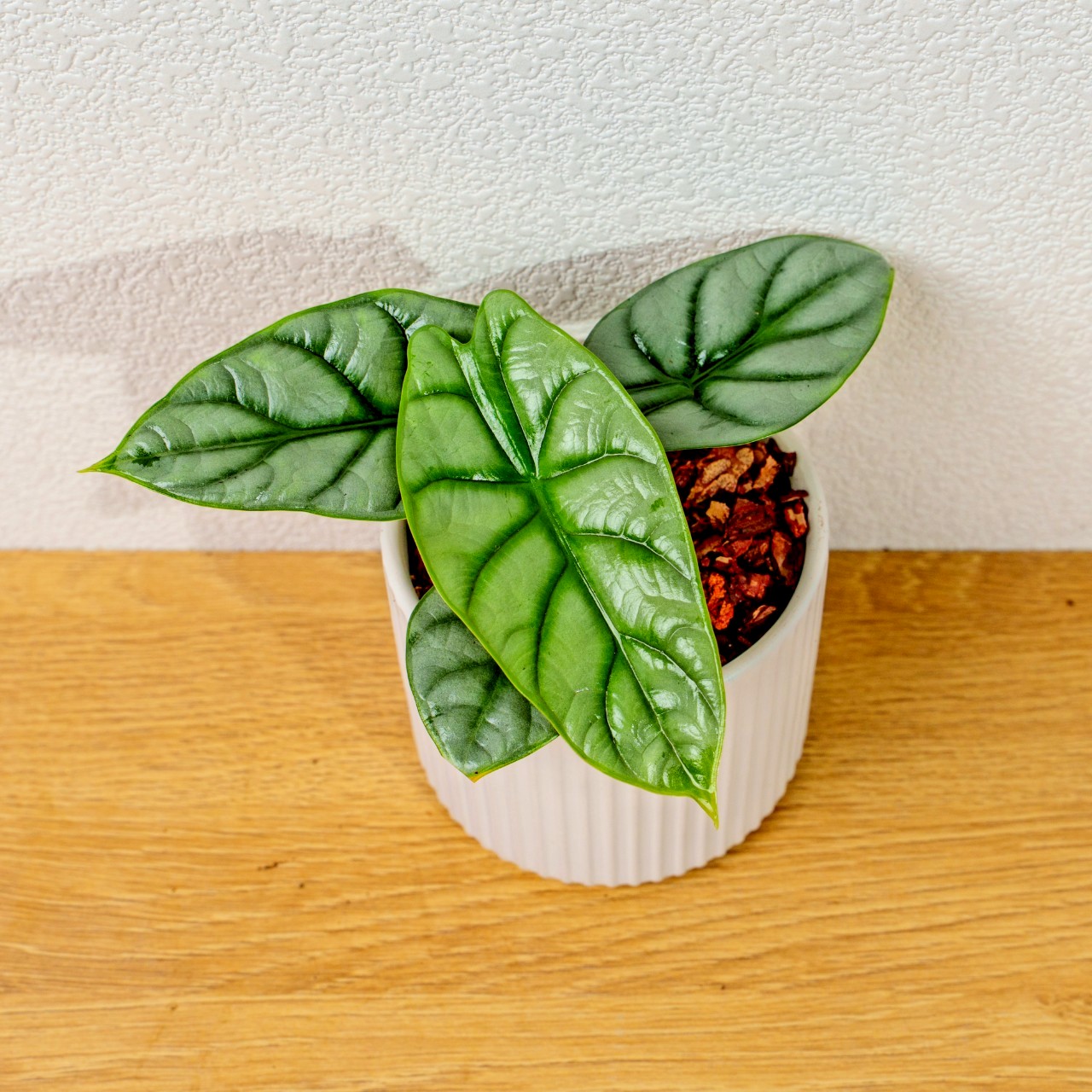 銀龍觀音蓮 莫蘭迪色系直紋陶盆  室內植物 觀葉植物 禮物 盆栽 交換禮物 辦公室小物