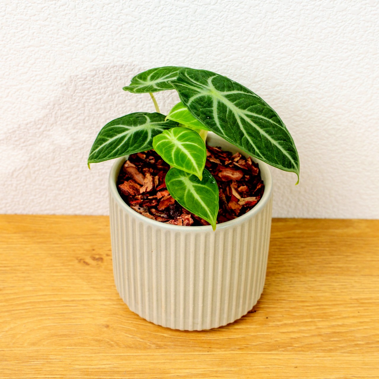 忍者觀音蓮 莫蘭迪色系直紋陶盆  室內植物 觀葉植物 禮物 盆栽 交換禮物 辦公室小物