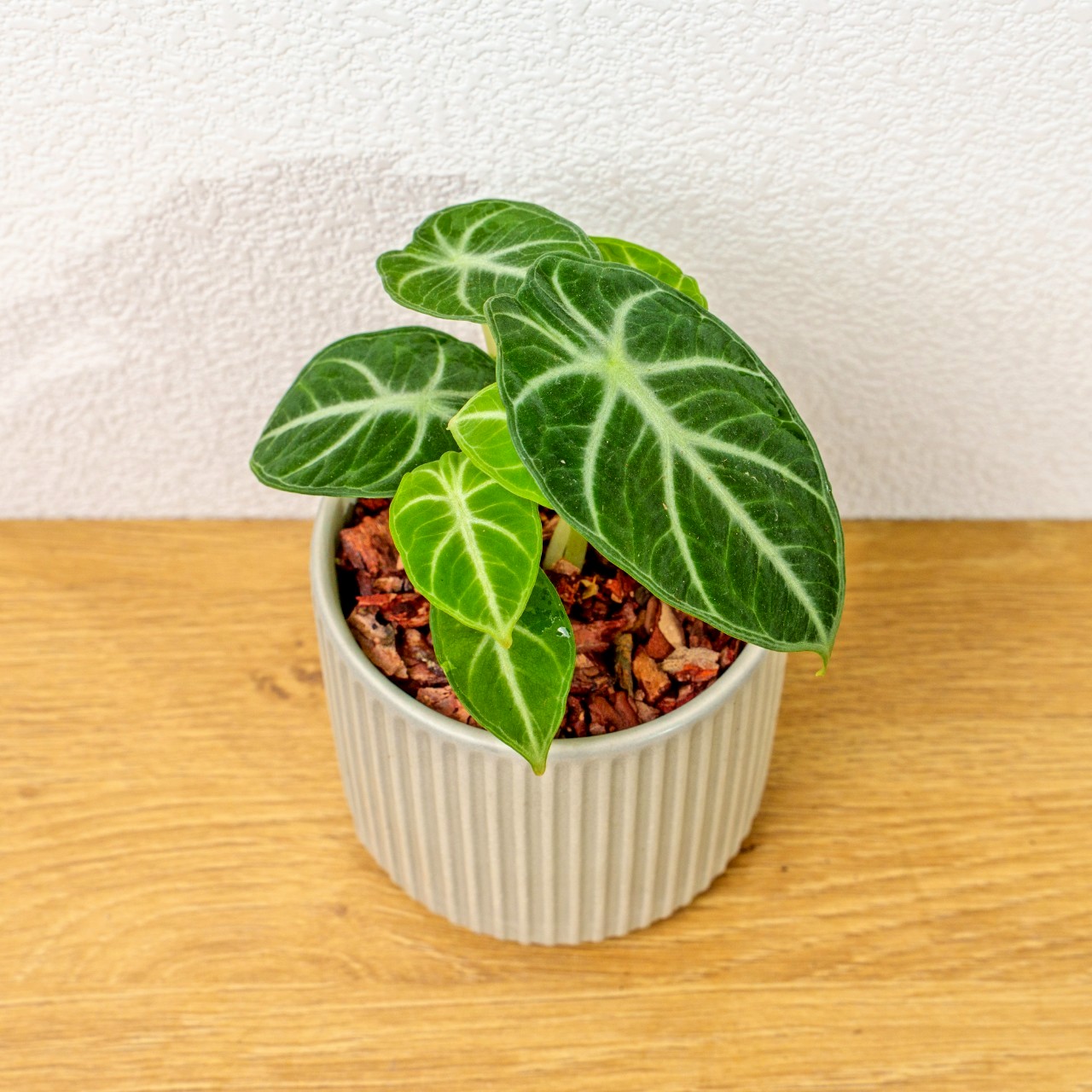 忍者觀音蓮 莫蘭迪色系直紋陶盆  室內植物 觀葉植物 禮物 盆栽 交換禮物 辦公室小物