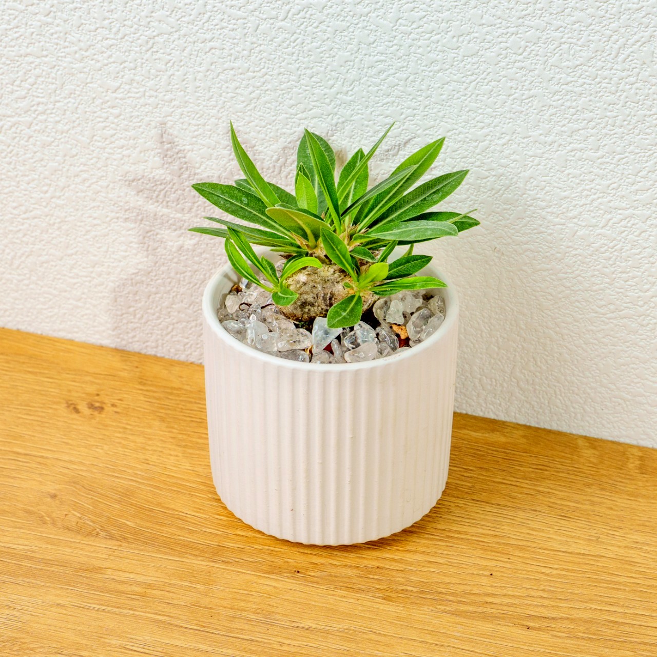 惠比須笑大黑 莫蘭迪色系直紋陶盆  室內植物 觀葉植物 禮物 盆栽 交換禮物 辦公室小物