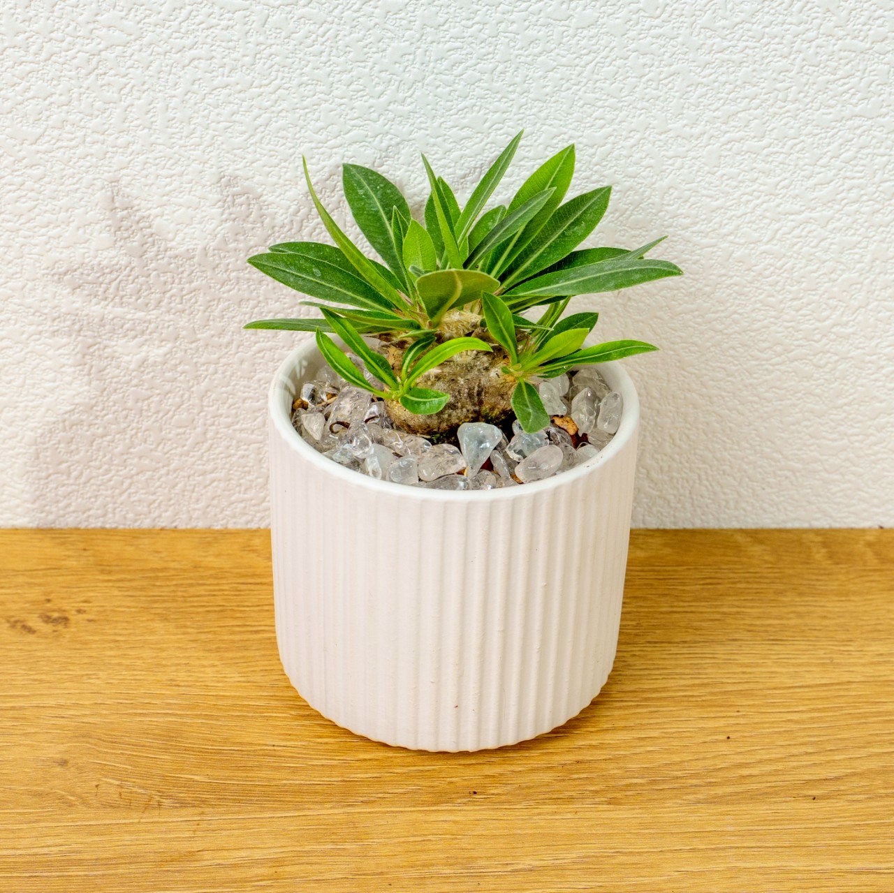 惠比須笑大黑 莫蘭迪色系直紋陶盆  室內植物 觀葉植物 禮物 盆栽 交換禮物 辦公室小物