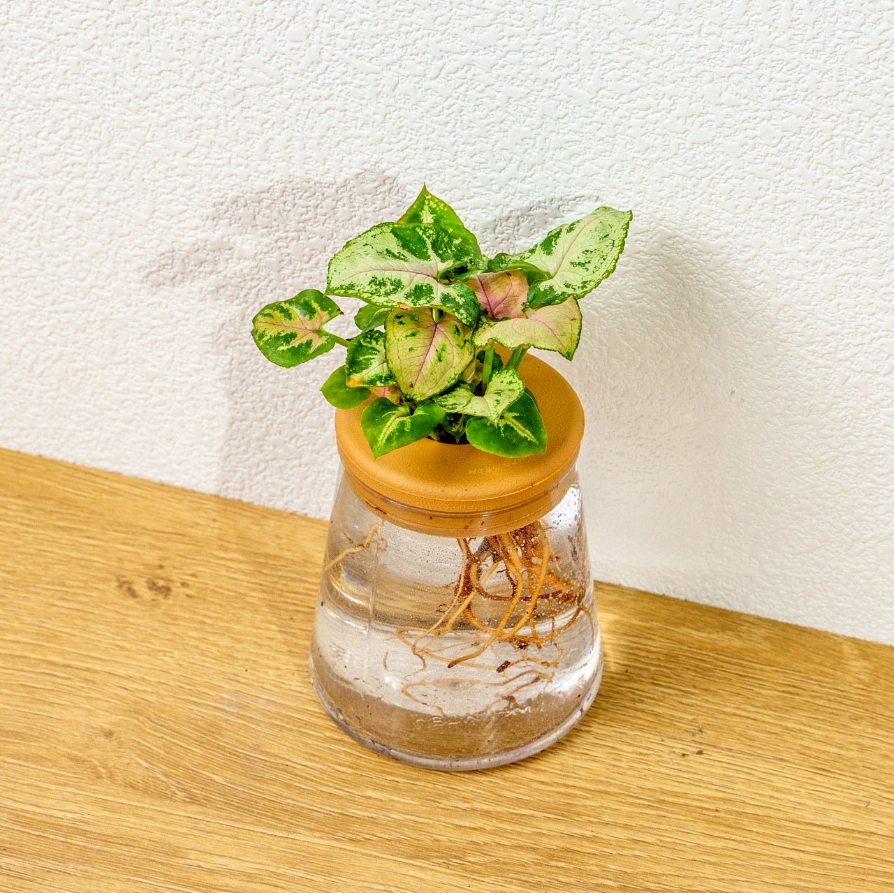 聖誕合果芋 三角水耕盆栽 室內植物 觀葉植物 禮物 水培 辦公室小物 水耕盆栽