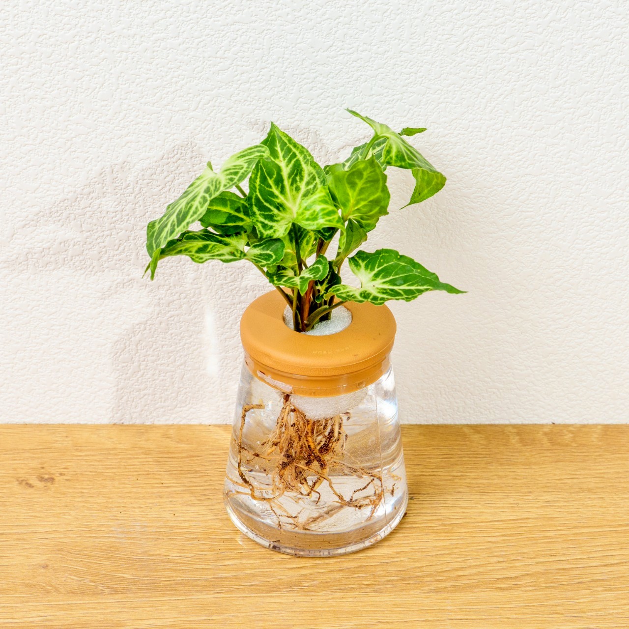 蠟染合果芋 三角水耕盆栽 室內植物 觀葉植物 禮物 水培 辦公室小物 水耕盆栽