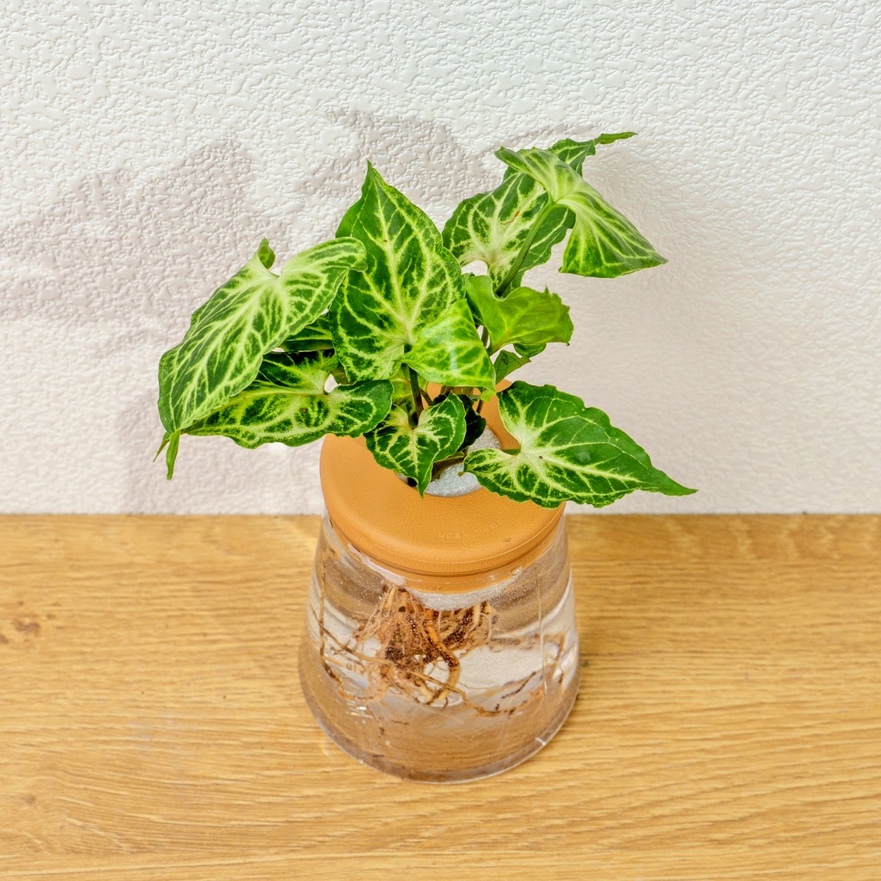 蠟染合果芋 三角水耕盆栽 室內植物 觀葉植物 禮物 水培 辦公室小物 水耕盆栽