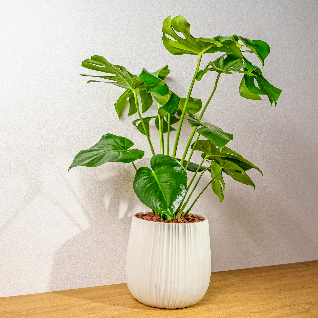 龜背芋白條紋水泥盆栽 開幕盆栽推薦