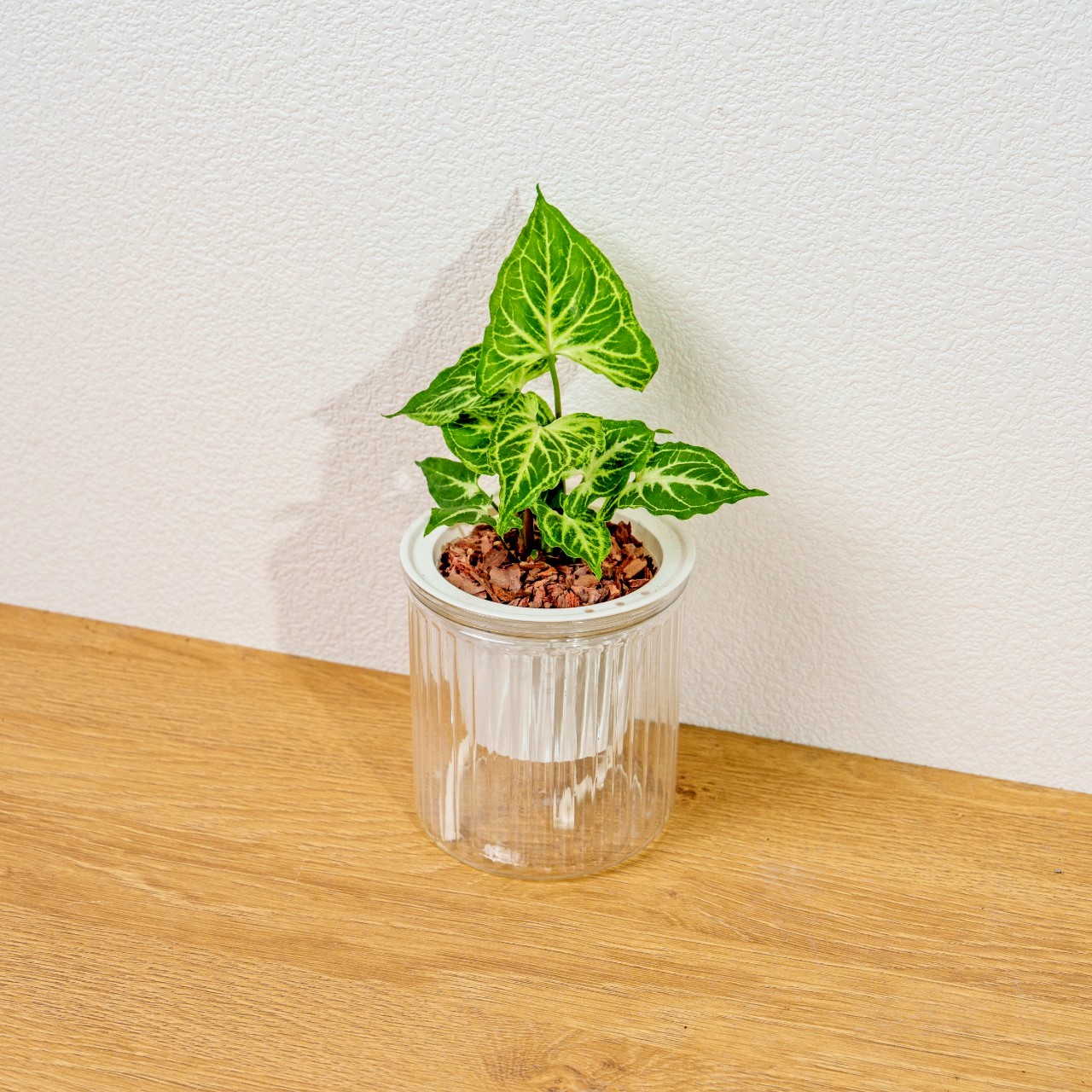蠟染合果芋 免澆水盆栽 室內植物 觀葉植物 禮物 盆栽 辦公室小物 懶人盆栽