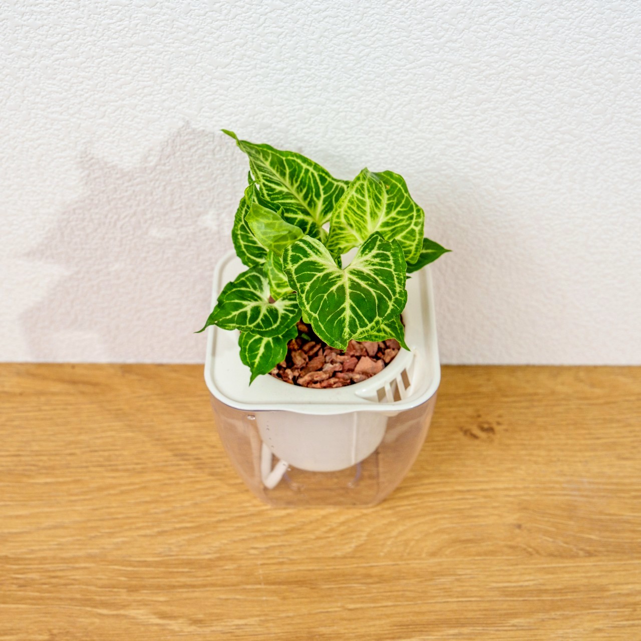 蠟染合果芋 免澆水方形盆栽 室內植物 觀葉植物 禮物 盆栽 辦公室小物 懶人盆栽