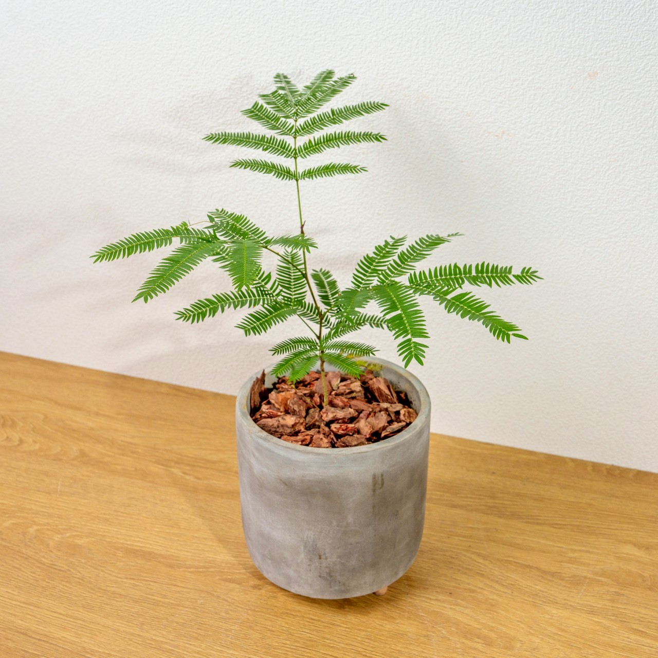 小豆樹木腳水泥盆栽 桌上盆栽 室內植物 開幕送禮 喬遷禮物