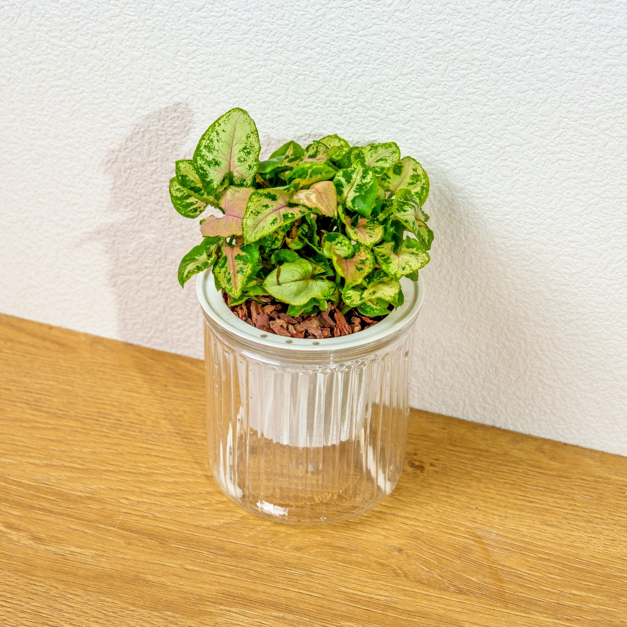 聖誕合果芋 免澆水盆栽 室內植物 觀葉植物 禮物 盆栽 辦公室小物 懶人盆栽