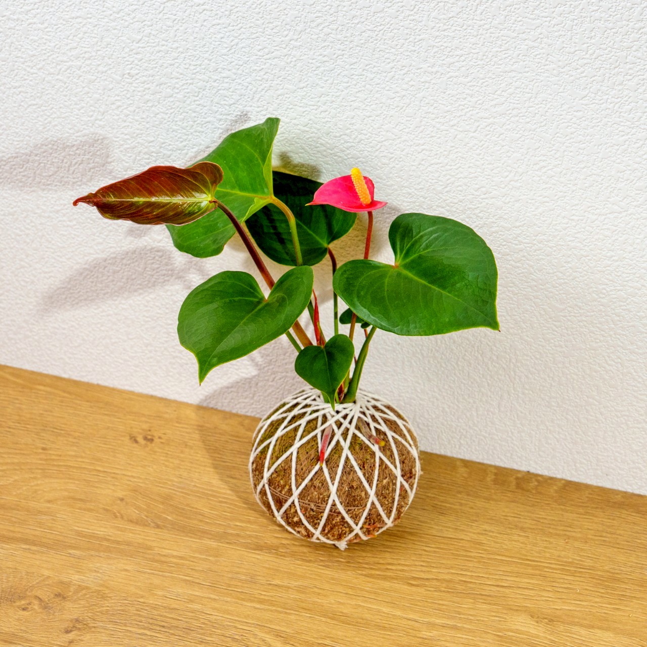 苔球植物 火鶴苔球 苔玉 禮物 送禮 桌上盆栽