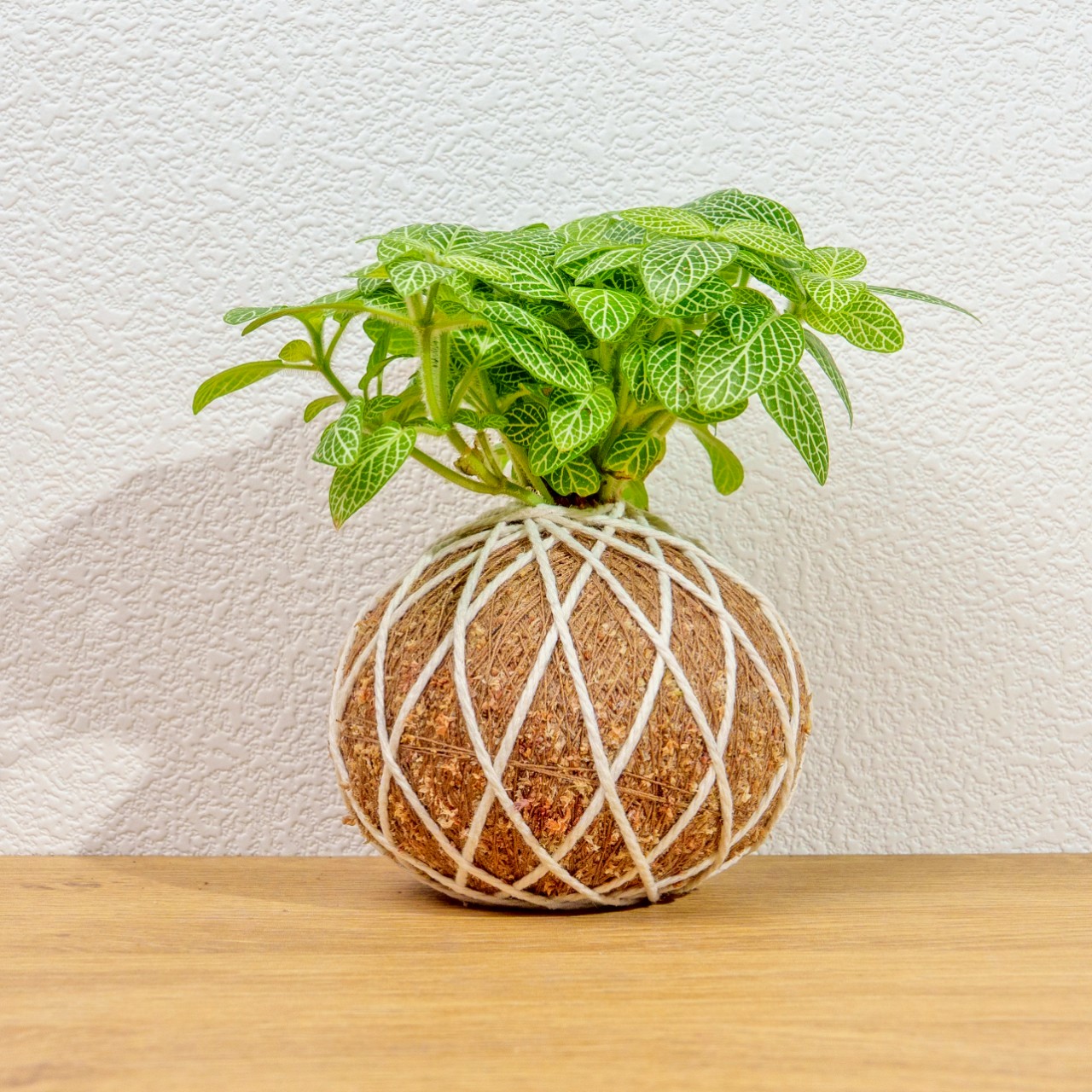苔球植物 檸檬網紋草苔球 苔玉 禮物 送禮 桌上盆栽
