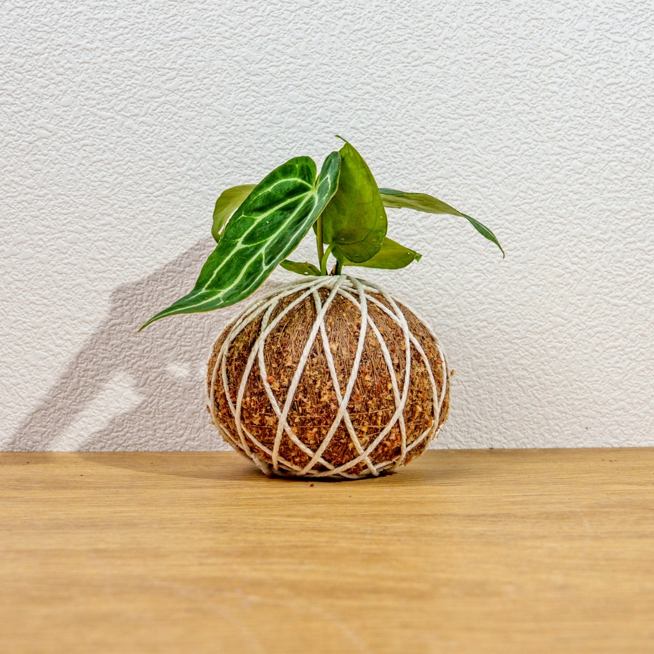 苔球植物 水晶花燭苔球 苔玉 禮物 送禮 桌上盆栽
