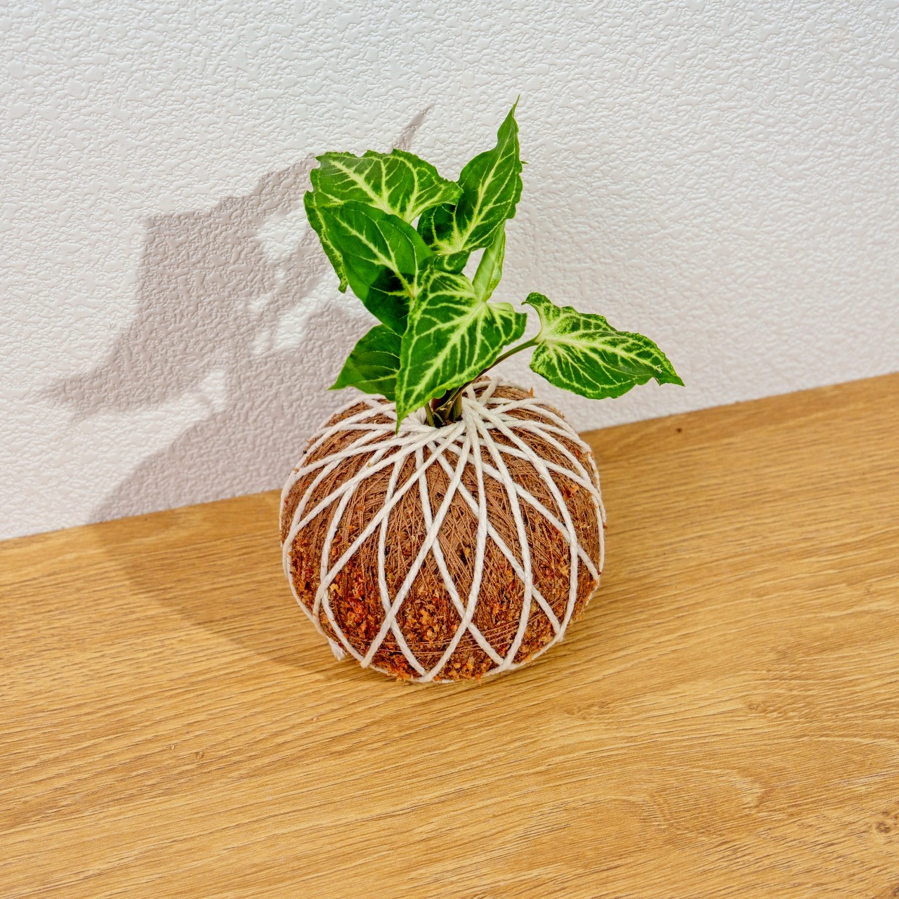苔球植物 蠟染合果芋苔球 苔玉 禮物 送禮 桌上盆栽