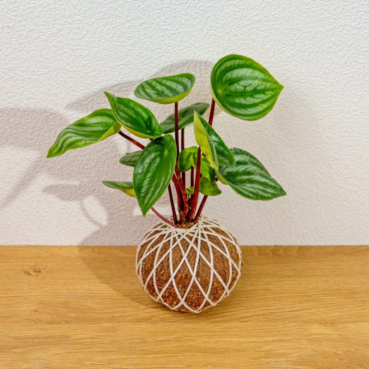 苔球植物 西瓜皮椒草苔球 苔玉 禮物 送禮 桌上盆栽